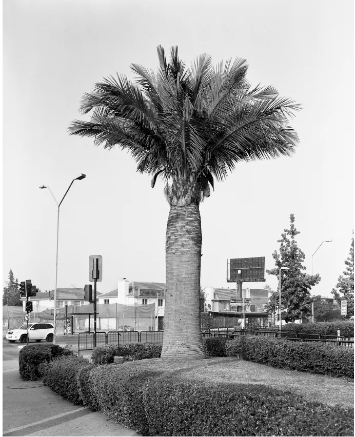 Quasi Oasis 11, 2013